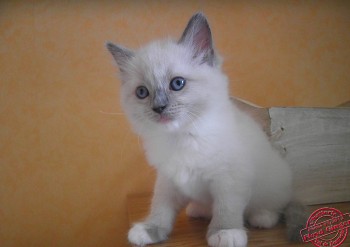 femelle blue mitted - 6 semaines - Chatterie Ragdolls du Val de Beauvoir